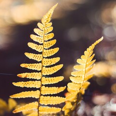 Golden yellow autumn fern leaf backlit with sporangia © Tom