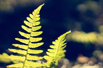Green fern leaf with sporangia illuminated on dark forest background © Tom