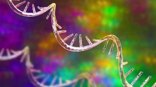 Messenger RNA, 3D animation of a single-stranded mRNA molecule carrying genetic information from DNA for protein synthesis in cells.