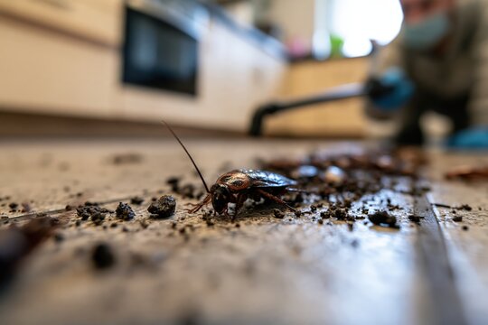 Pest control professional treating cockroach infestation on commercial kitchen floor