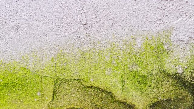 Grungy wall texture with green moss growth