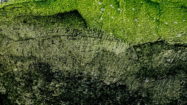 Moss growing on textured wall surface