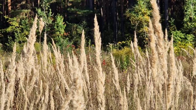 Wild grasses on a forest glade. Picturesque landscape of a field with fluffy golden spikelets of dry grass in the rays of the sun. Autumn in a pine forest. Forest glade, mixed forest, wildlife