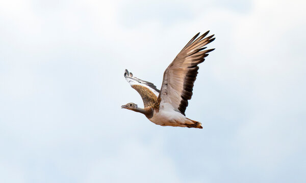 avutarda volando