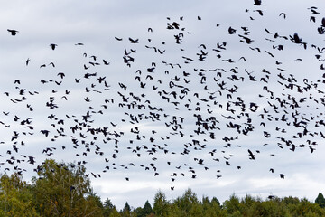 Huge flock of dark rooks swarming in chaotic flight across an overcast sky, dynamic group of black birds wheeling above autumn forest treetops, cinematic atmosphere of migration © PhotoChur