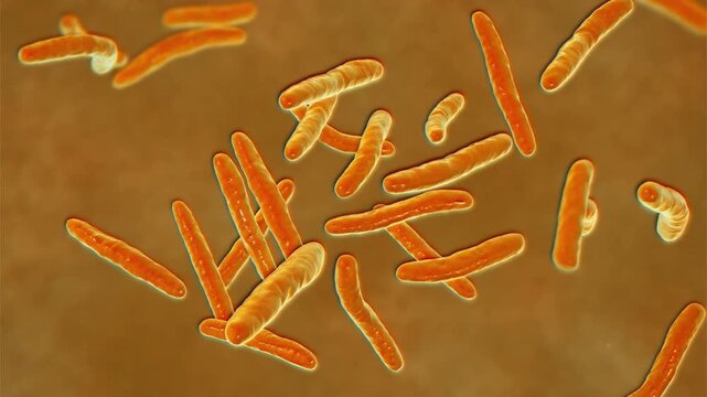 Mycobacterium tuberculosis bacterium, 3D animation showing slender rod-shaped bacilli, the causative agent of tuberculosis disease.