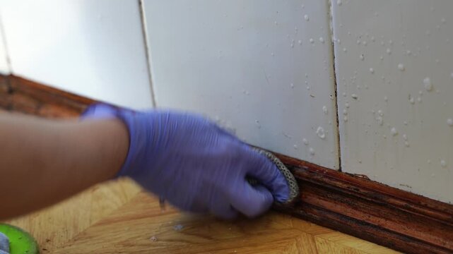 Gloves, Mold, Removal - Hand wearing blue gloves scrubs mold from baseboard in a bathroom.