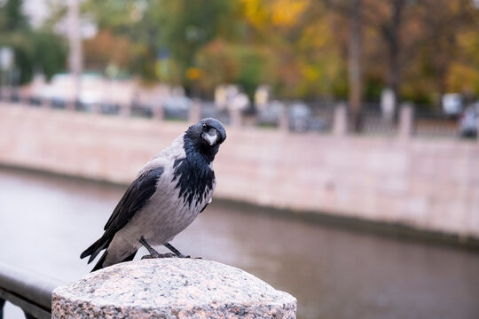 Hooded crow perched on stone post by river embankment, autumn city background