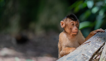 Southern pig-tailed macaque in a tropical forest in Sumatra, Indonesia. Wild animal. © TxemaPhoto