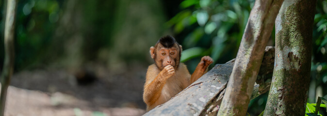 Southern pig-tailed macaque in a tropical forest in Sumatra, Indonesia. Wild animal. © TxemaPhoto