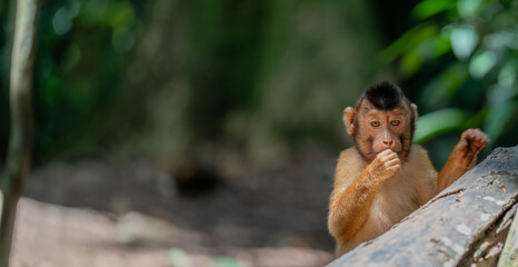 Southern pig-tailed macaque in a tropical forest in Sumatra, Indonesia. Wild animal. © TxemaPhoto