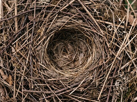 Bird nest surface with tangled twigs and rough texture for editorial articles
