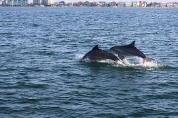 Two bottlenose dolphins jumping out of the water of Pensacola Bay near Pensacola Beach, Florida © Christoph