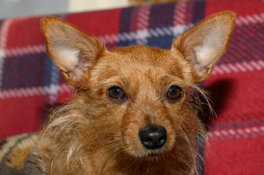 Close-up photograph of a small brown terrier dog with large erect pointy ears and curious dark eyes, indoors against a plaid background.