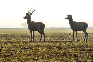Byk i łania jelenia szlachetnego (Cervus elaphus) na otwartym polu o świcie. Wspaniałe ujęcie dzikiej przyrody i fauny w Polsce. © Henryk Niestrój