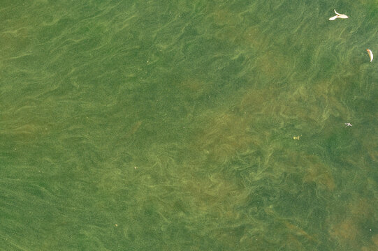 Green algae and leaves on water