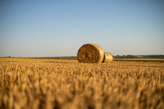 Golden wheat fields with round hay bales under a clear blue sky at