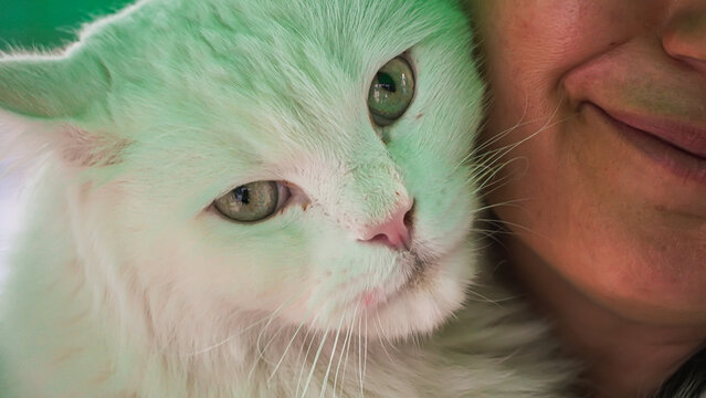 Paws Festival: Pet Contests and Adoption Event