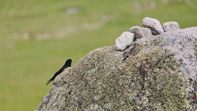 A pair of Alpine jackdaws plays on a rock during mating season lat. Pyrrhocorax graculus, also known as the yellow-billed chough. Bird watching in the wild, slow motion video 120fps..