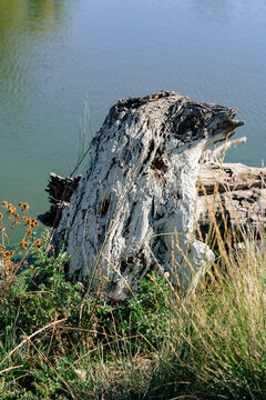 Weathered tree stump beside a pond