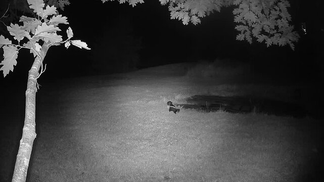 Infrared night vision footage captures a striped skunk wandering across a grassy lawn beneath a tree, naturally exploring the area while searching for food after dark.