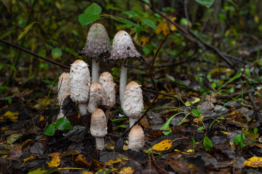 Group of shaggy ink cap mushrooms (Coprinus comatus) growing among wet fallen leaves and green vegetation on forest floor in autumn. Wild mushrooms at different stages of growth in a natural woodland.