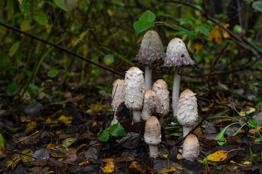 Group of shaggy ink cap mushrooms (Coprinus comatus) growing among wet fallen leaves and green vegetation on forest floor in autumn. Wild mushrooms at different stages of growth in a natural woodland.