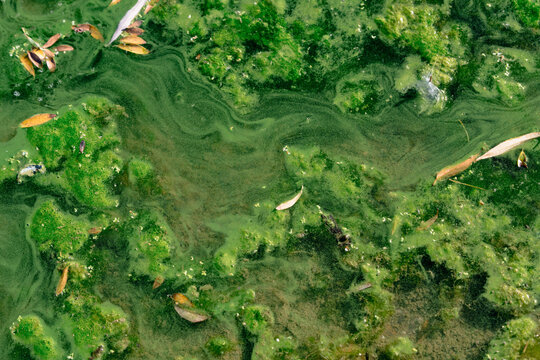 Green algae and leaves on water