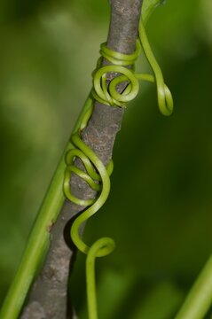green plant wrapped around a branch
