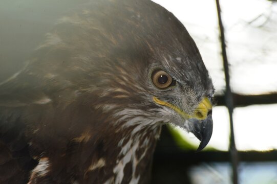 buzzard bird with yellow details