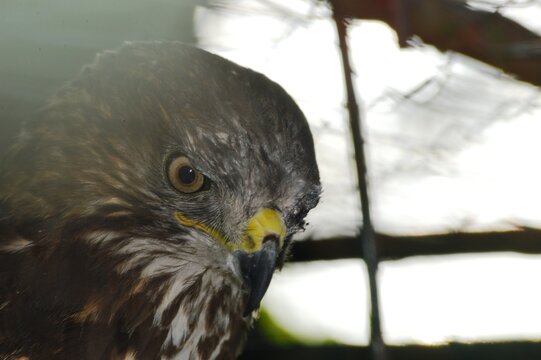 buzzard bird with yellow details