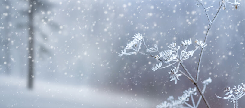 Frost-covered dry plant umbel on blurred winter forest background during snowfall with copy space