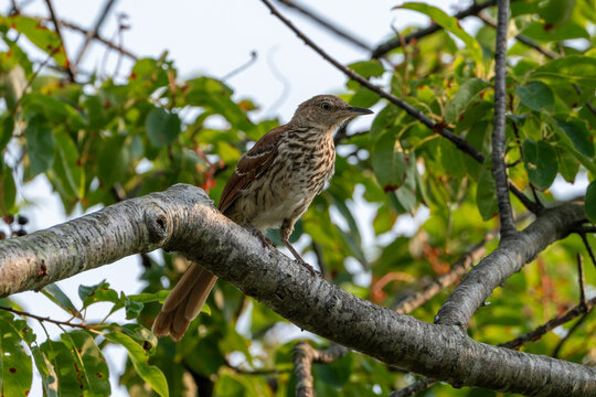 Brown thrasher perched in a leafy tree at Assateague