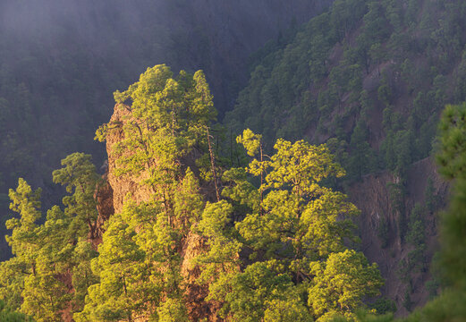 Pinos canarios dorados por la luz del sol sobre un crest&oacute;n rocoso en la Caldera de Taburiente. La Palma. 