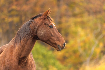 Pferd im Herbst © Nadine Haase