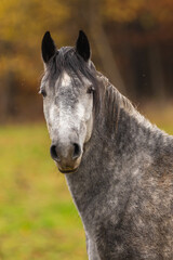 Pferd im Herbst © Nadine Haase