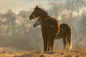 Pferd im Herbst © Nadine Haase