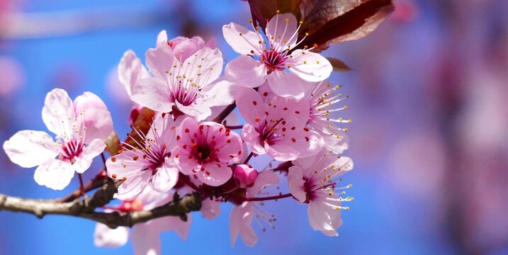 Spring branch with pink cherry blossom flower on blue background, spring blossom branches