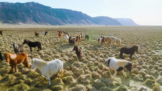 Herd of multicolored horses grazing in mountain field, white brown black cattle in natural landscape pastures, animal farm stock footage video