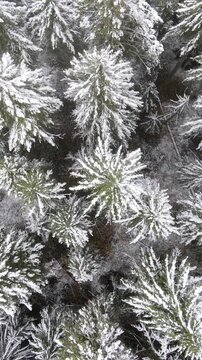 It's a winter wonderland. Flying over a fresh snow covered forest in Oregon. Vertical video.