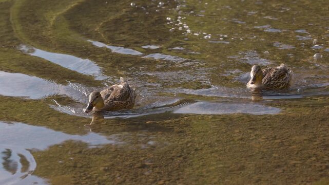 Close-up shot of a Mallard duck