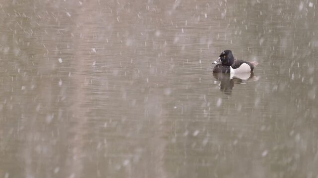 Ducks feeding in a lake in Rocky Mountain National Park while snow falls.