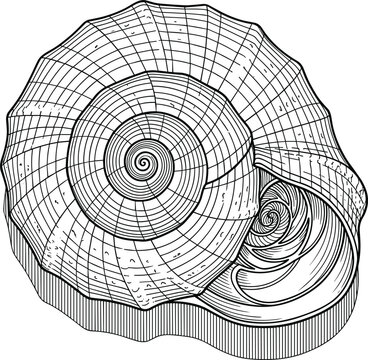 Vintage detailed engraved seashell vector illustration with spiral nautilus shell line art pattern for marine design elements