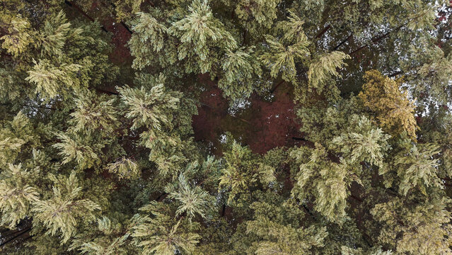 Pine trees texture seen from bird eye view
