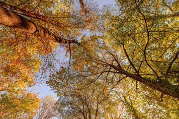 Fototapeta premium Dream vibrant autumn tree canopy fiery orange red leaves looking up bright blue sky fall foliage woodland. Peaceful seasonal nature landscape. Scenic forest wellbeing meditation calming serene art