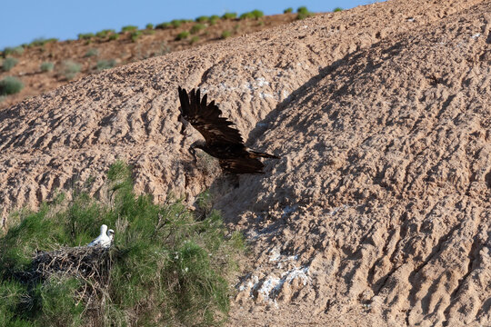 Adult of Eastern Imperial Eagle (Aquila heliaca) arriving to the nest with two chicks