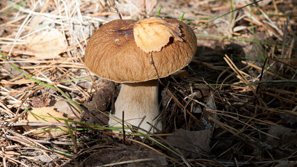 mushrooms in the forest © lazalnik