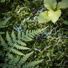 fern leaf in the forest © Md