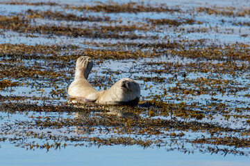Harbor seal resting on its back in shallow sea water among floating brown seaweed, with blue water reflecting daylight at Ytri beach. © Michael