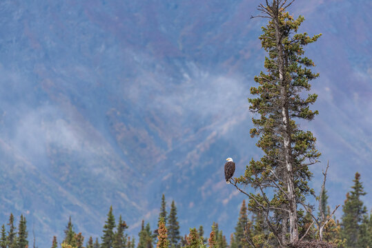 Bald eagle perched in evergreen tree in front of misty mountains